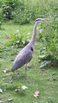 The Birds of Salford Docklands